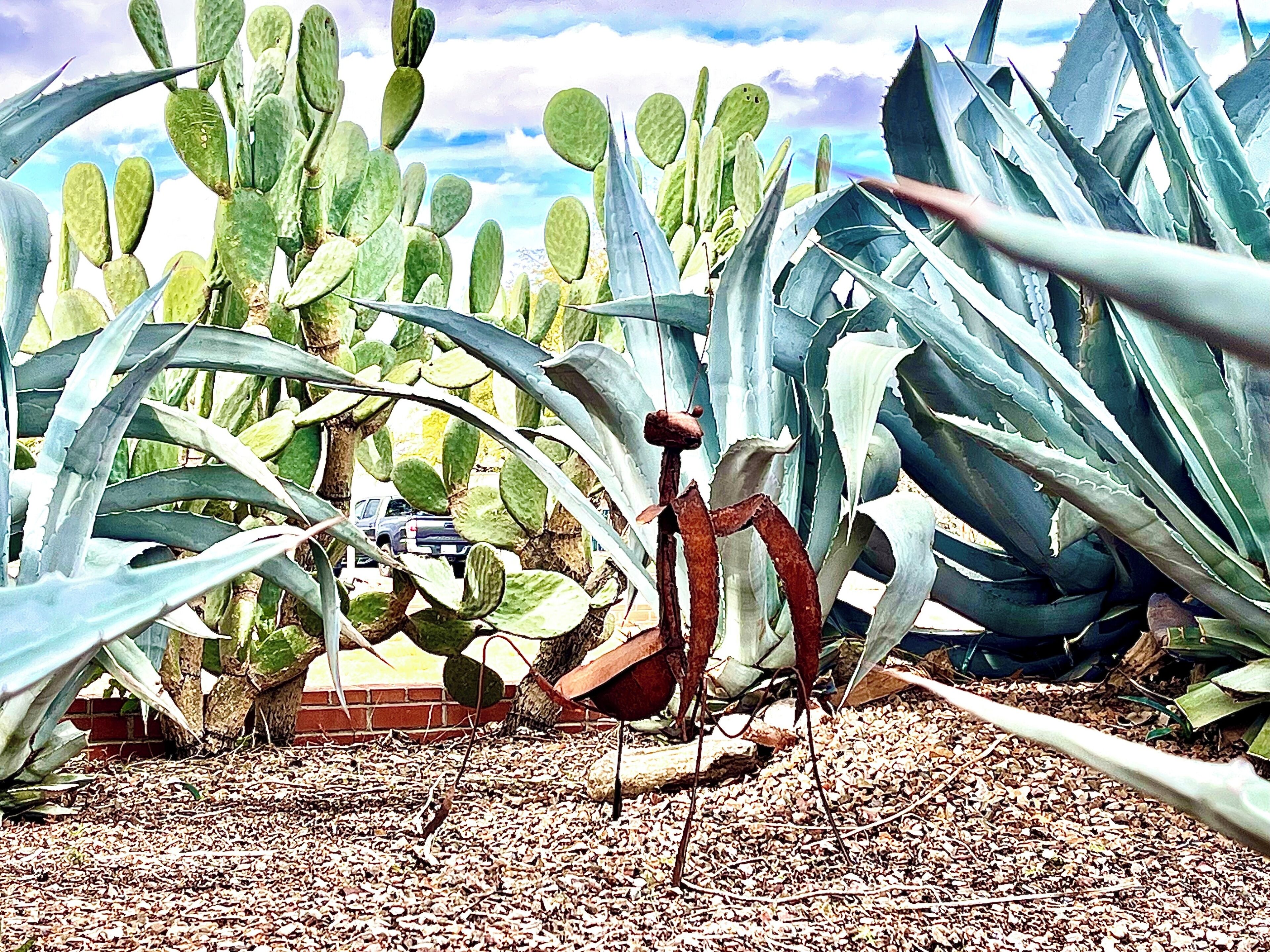 Un giardino di cactus con piante di cactus e agave di grandi dimensioni.