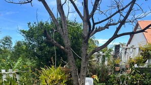 Un jardin avec différentes plantes en pot, une chaise blanche et un arbre.