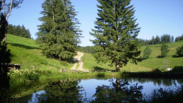 Paisagem serena com um lago, uma trilha de terra e altas árvores perenes.