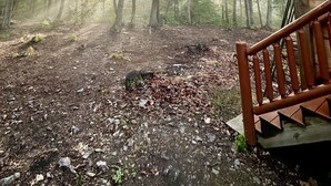A forested area with a wooden structure featuring a staircase. - A Custom-Built Swiss-Style Luxury Mountain Retreat - Upper Level 3 BR Unit (Mount Jackson)