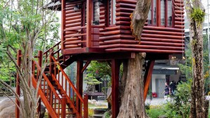 Eine Holzhütte mit Treppe, die um einen großen Baum herum gebaut wurde, inmitten einer angelegten Grünfläche.