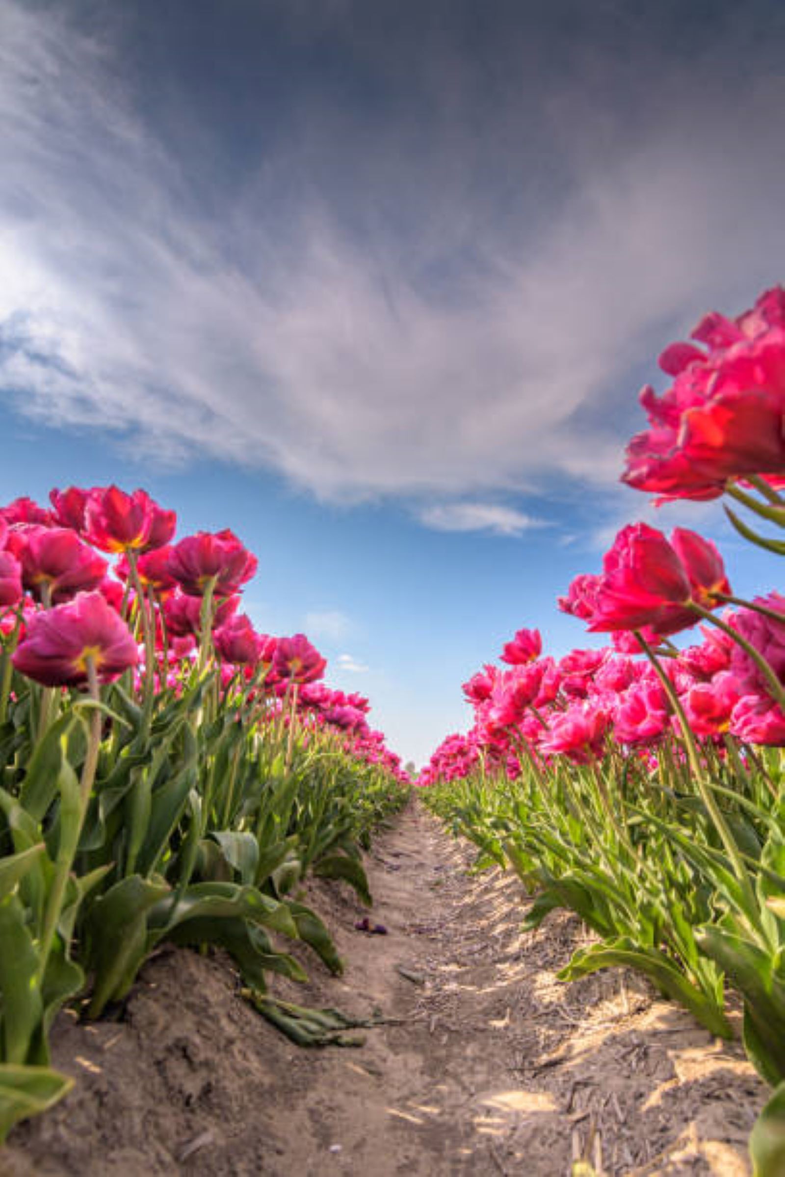 Un chemin bordé de rangées de fleurs roses menant à un bâtiment.