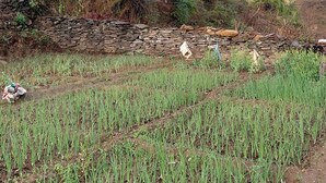 Un paysage rural avec un mur de pierres, de jeunes cultures et des palmiers.