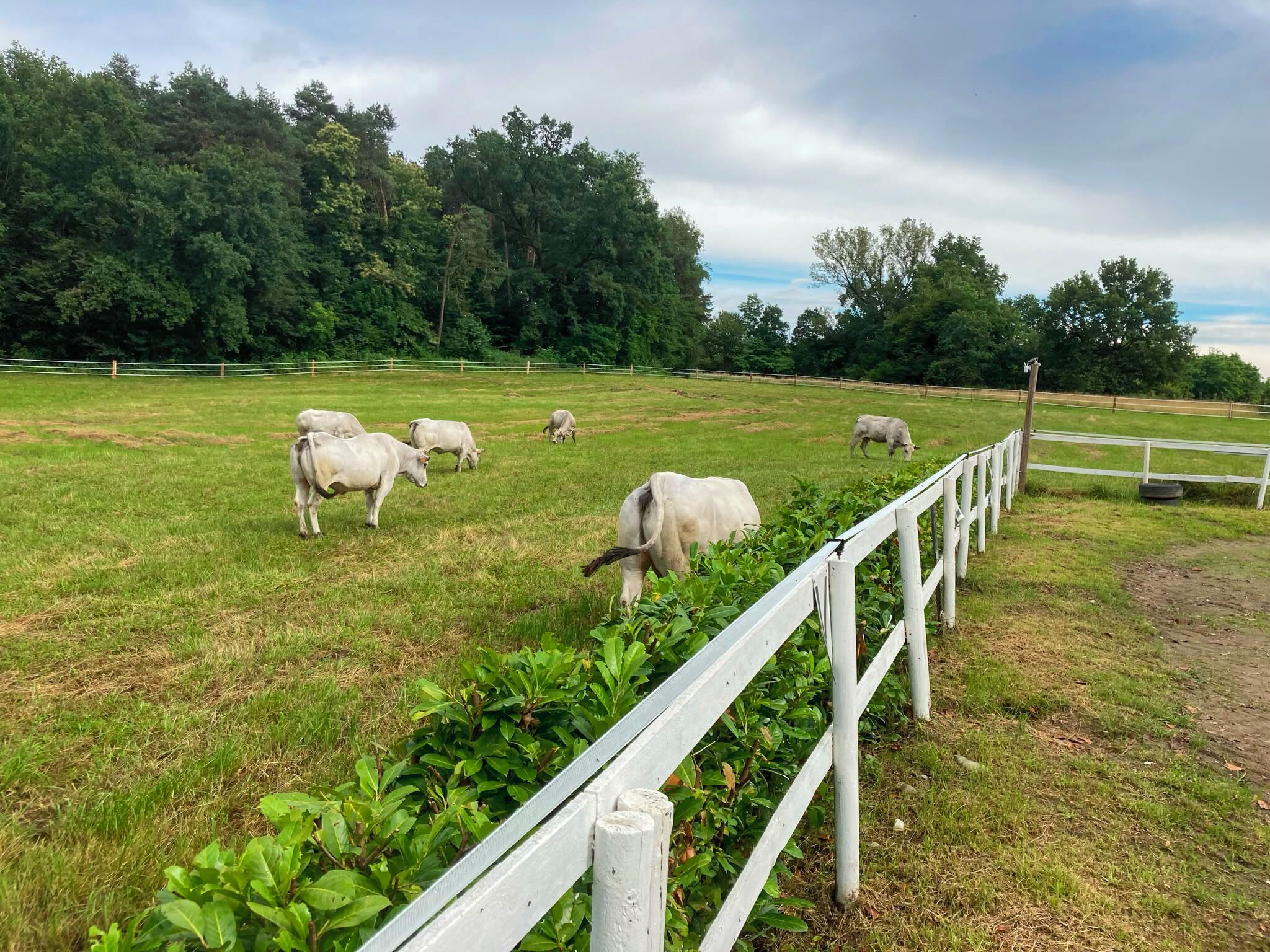 A fenced pasture with grazing cows and a white fence.