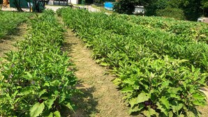 A row of green plants with purple fruits, possibly eggplants, in a garden setting.