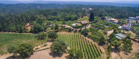 An aerial view of a vineyard with rows of grapevines, a few buildings, and a large open area.