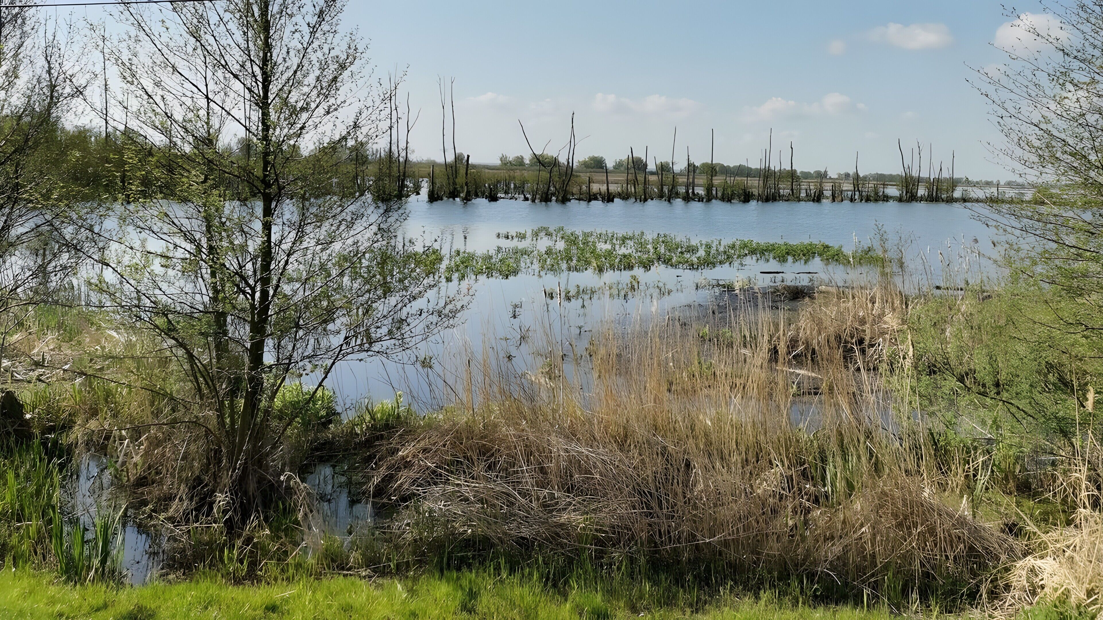 Eine natürliche Landschaft mit Gewässer, Bäumen und Vegetation.