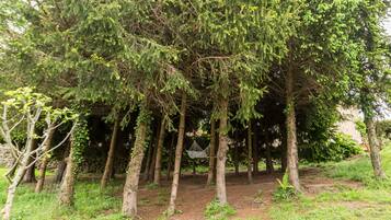 A forested area with trees, a hammock, and a dirt path.