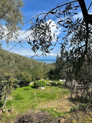 Property grounds - Dellis Studios Corfu - Sea Views near the Beach (Psaras)