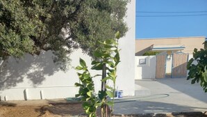 A young plant in a garden bed with a white wall and a blue building in the background.