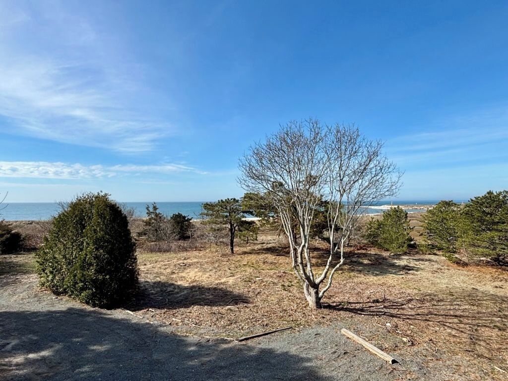 A clear view of a coastal landscape with a tree, a small bush, and a distant body of water.