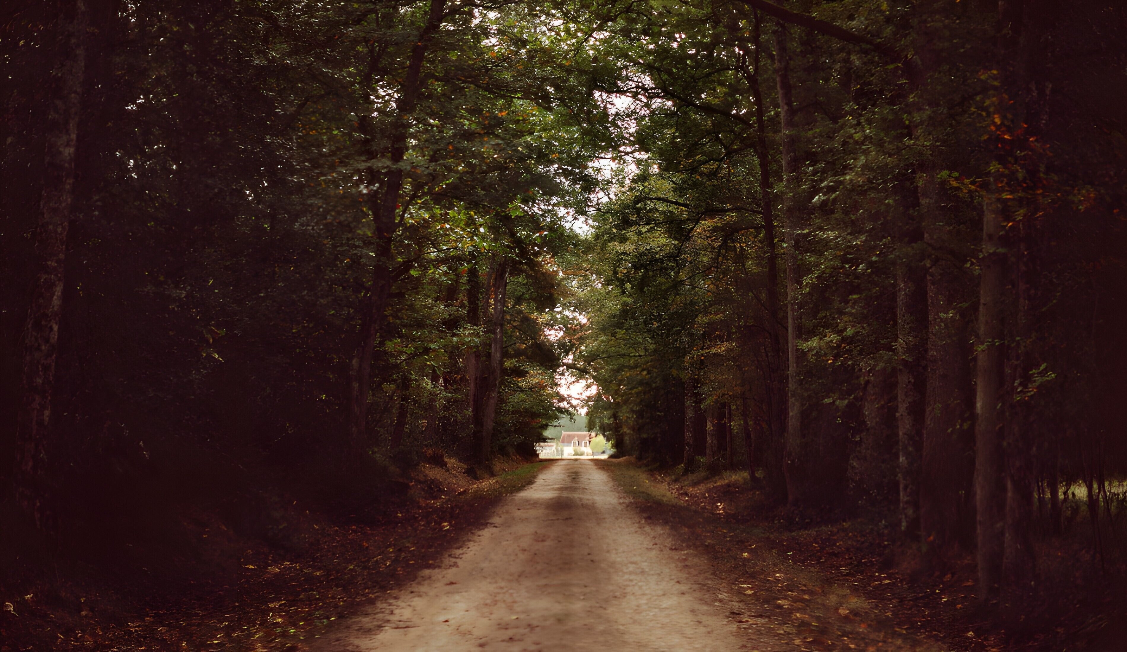 A forested road leading to a building.