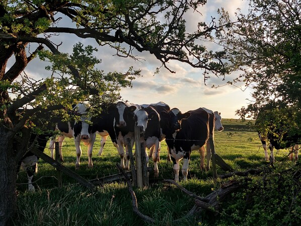 A group of cows in a grassy field with trees.
