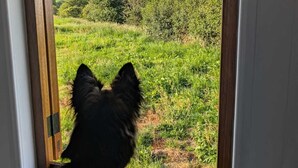 A dog looking out of a window with a view of a grassy field and trees. - Captain's Cabin Shepherd's Hut with Hot Tub, on the edge of the North York Moors (Pinchinthorpe)
