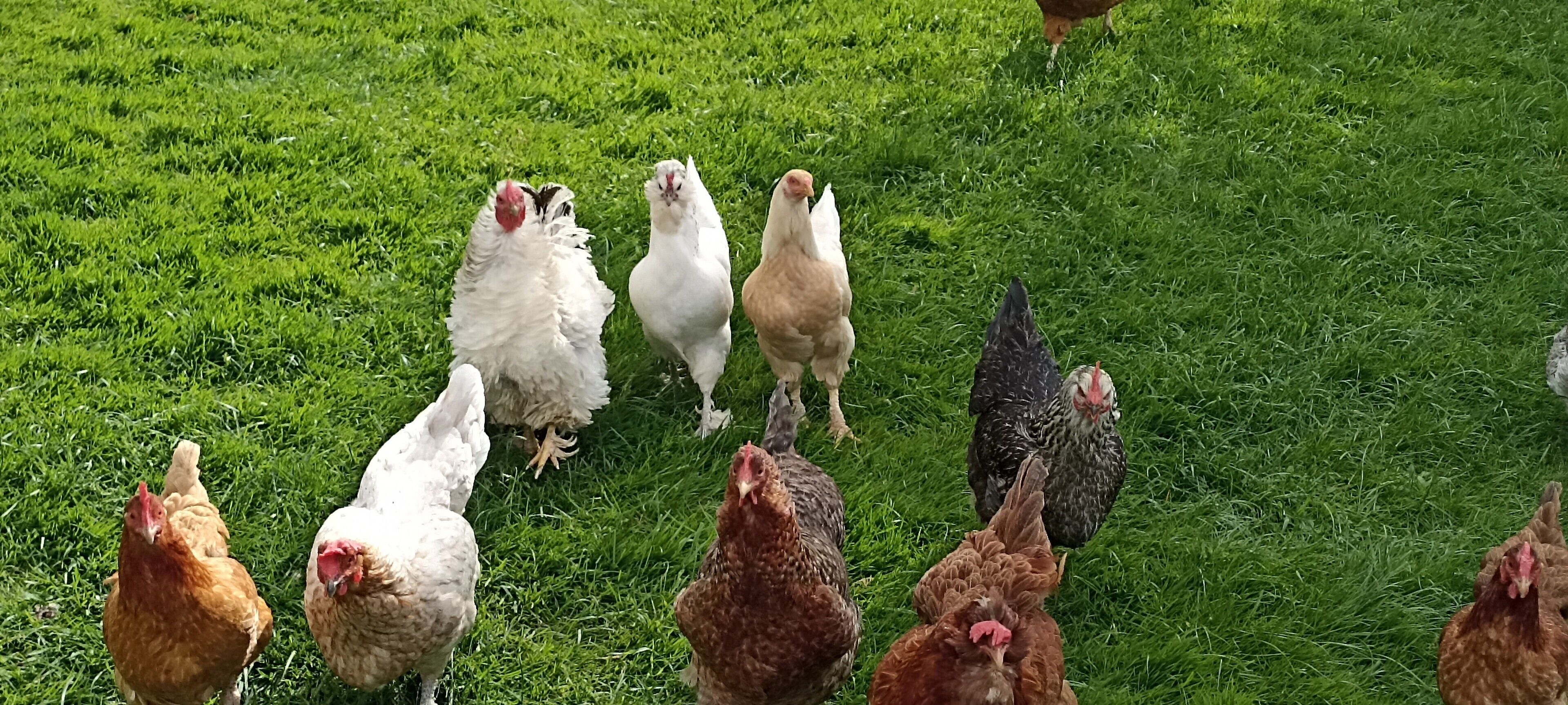 En grupp höns på en gräsig äng.