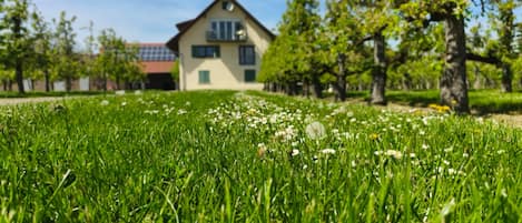 A house with a sloped roof, multiple windows, and a lawn with white flowers.