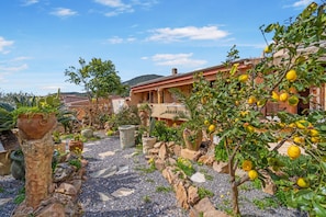A courtyard with a lemon tree, potted plants, and a building with a red roof.