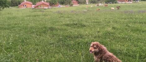 A rural landscape with houses and grazing animals.