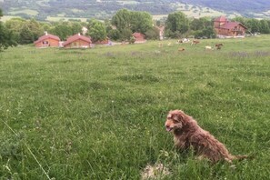 Pet-friendly - A serene interlude in the heart of the Jura mountains (Lent)