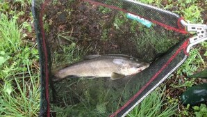 A fish in a net, surrounded by grass. - A serene interlude in the heart of the Jura mountains (Lent)
