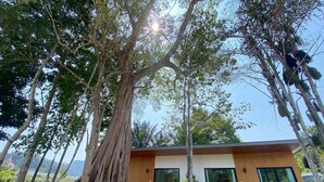 Ein modernes Haus mit großen Fenstern, ein Baum mit weitläufigen Wurzeln und freier Sicht auf den Himmel.