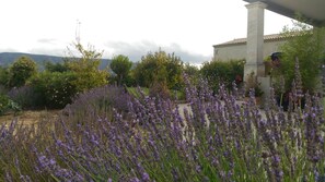 Standard Studio, Kitchen, Garden View | Property grounds - gite le Petit Luberon  Lisianthus (Cabrières-d'Avignon)