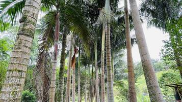 Premium Cottage, Pool Access | Kawasan hartanah
