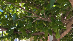 A tree-lined courtyard with a building in the background. - Relax in paradise (Playa del Carmen)
