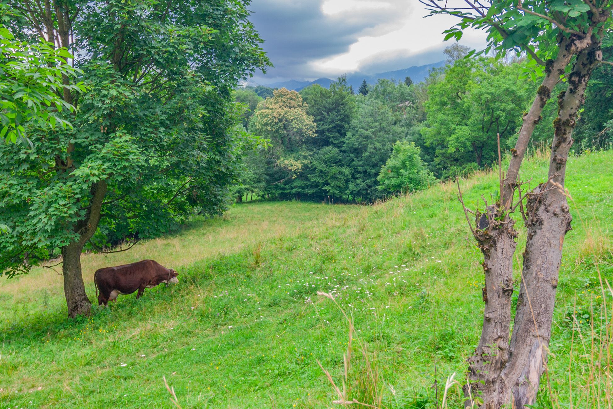 A cow grazing in a grassy field with trees and mountains in the background.