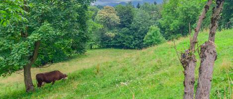 A cow grazing in a grassy field with trees and mountains in the background.