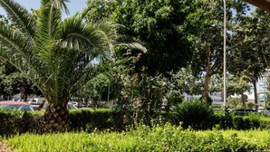 A lush green park with a palm tree, dense foliage, and a street in the background. - Private Jacuzzi Apartment in Central Seville – 4 Guests (Sevilla)