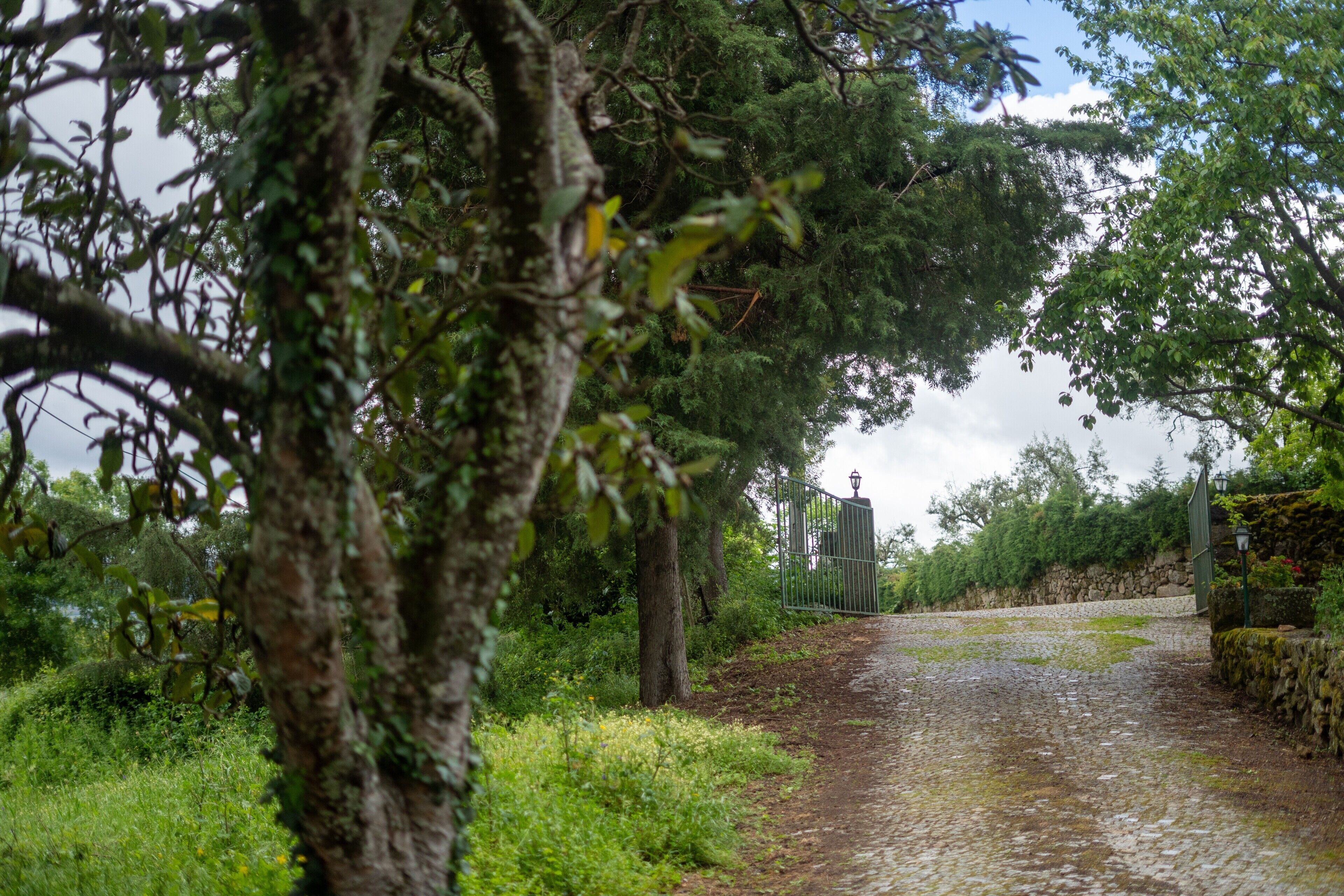 A paved pathway in a natural setting with trees and a metal gate in the distance.