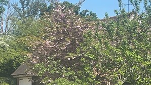 Una casa con garaje, un cobertizo pequeño y un jardín con un árbol.