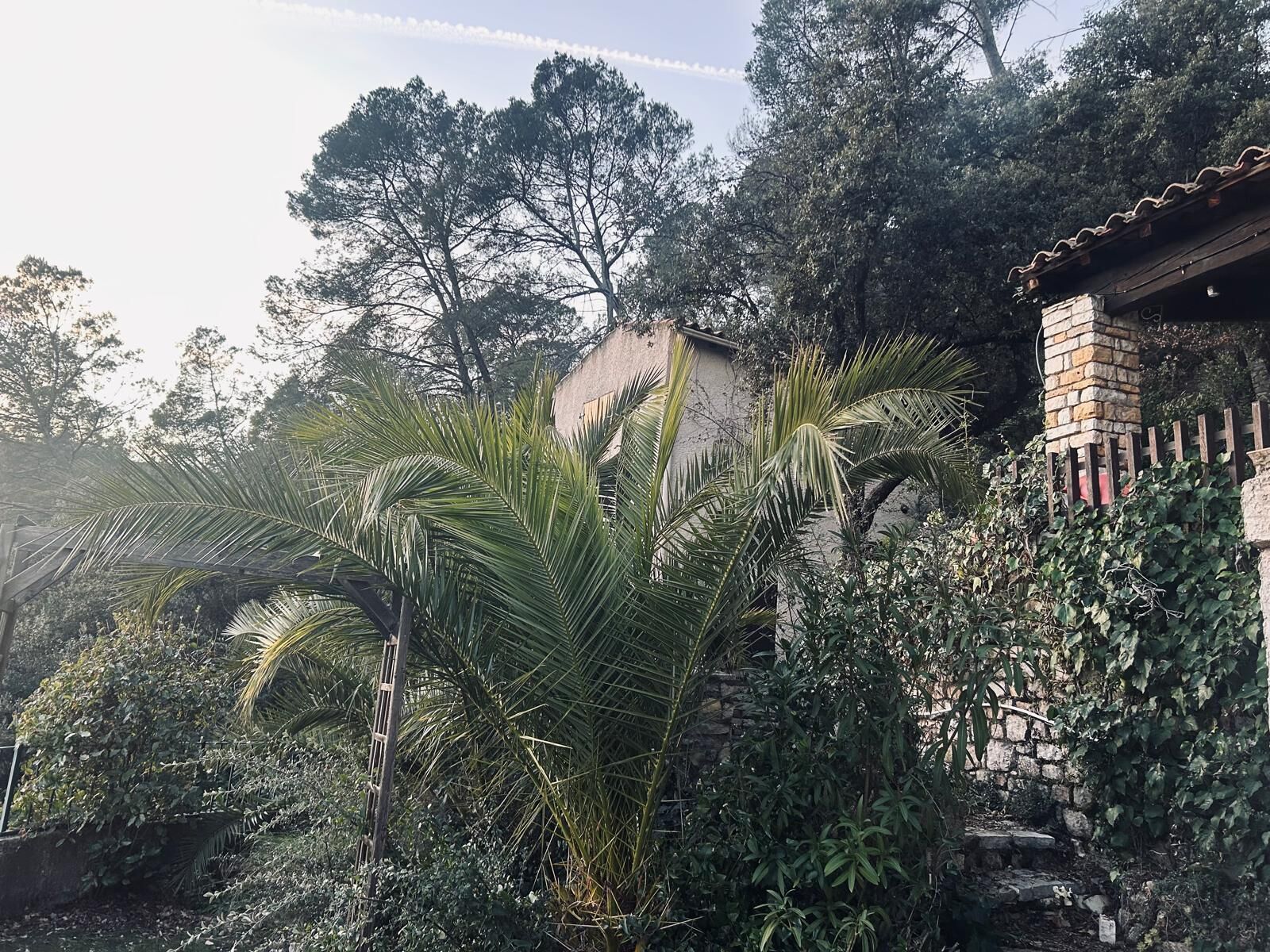 A garden with palm trees, a stone wall, and a brick building with a wooden fence.