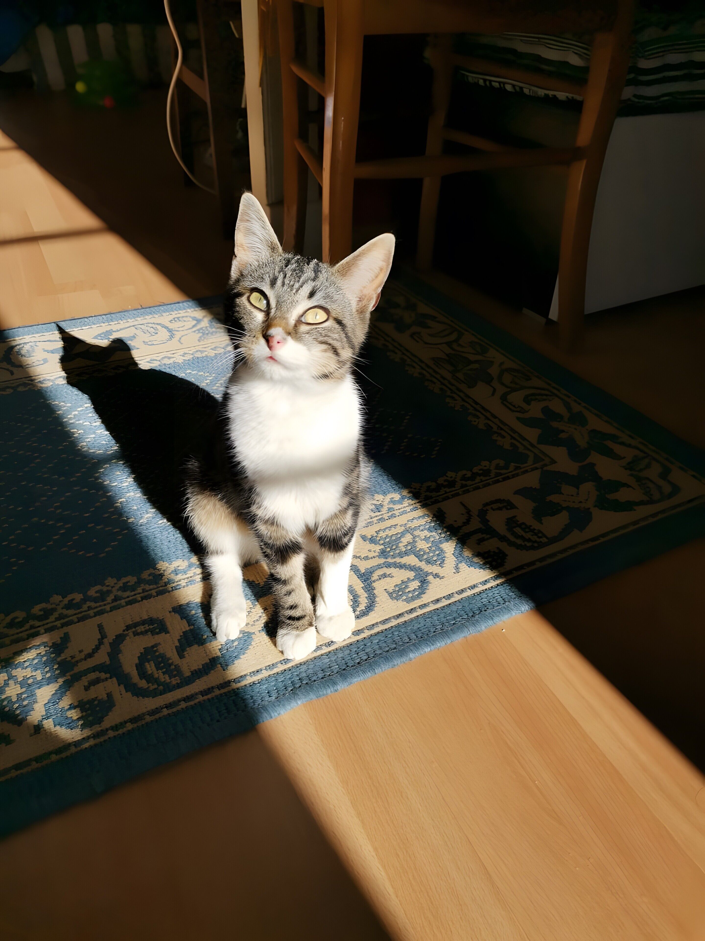 Animaux de compagnie acceptés