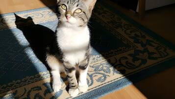 Animaux de compagnie acceptés