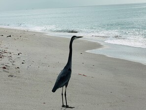 Beach - Perfect Family Stay • Heated Pool • Pool Table • Lake view • 6min to Beach (englewood)