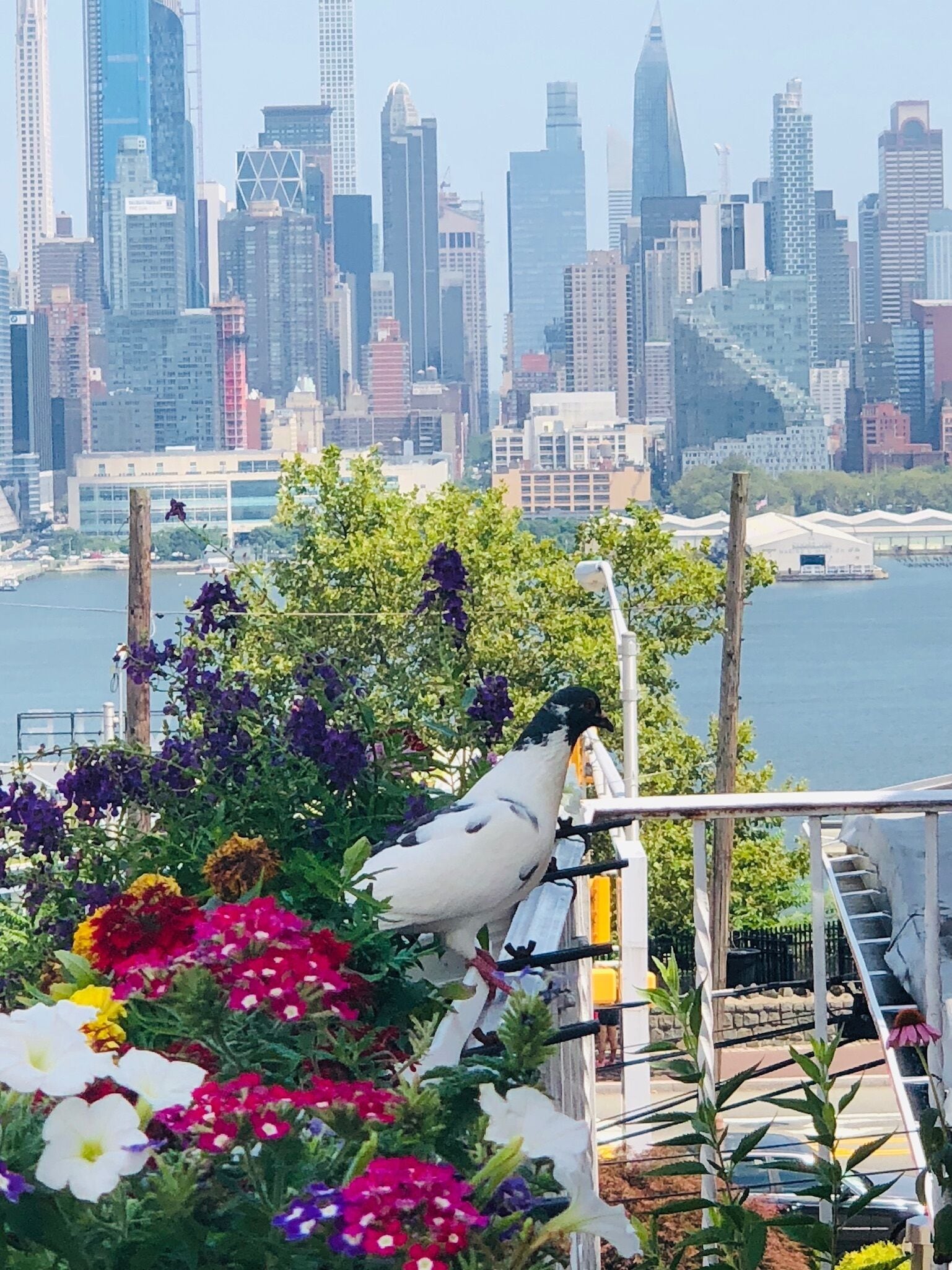 Ein Vogel auf einer Brüstung, im Hintergrund eine Stadtansicht.