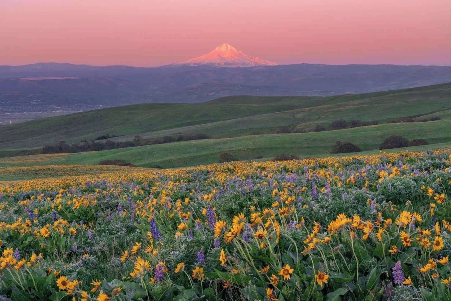 Un champ de fleurs avec une montagne en arrière-plan.