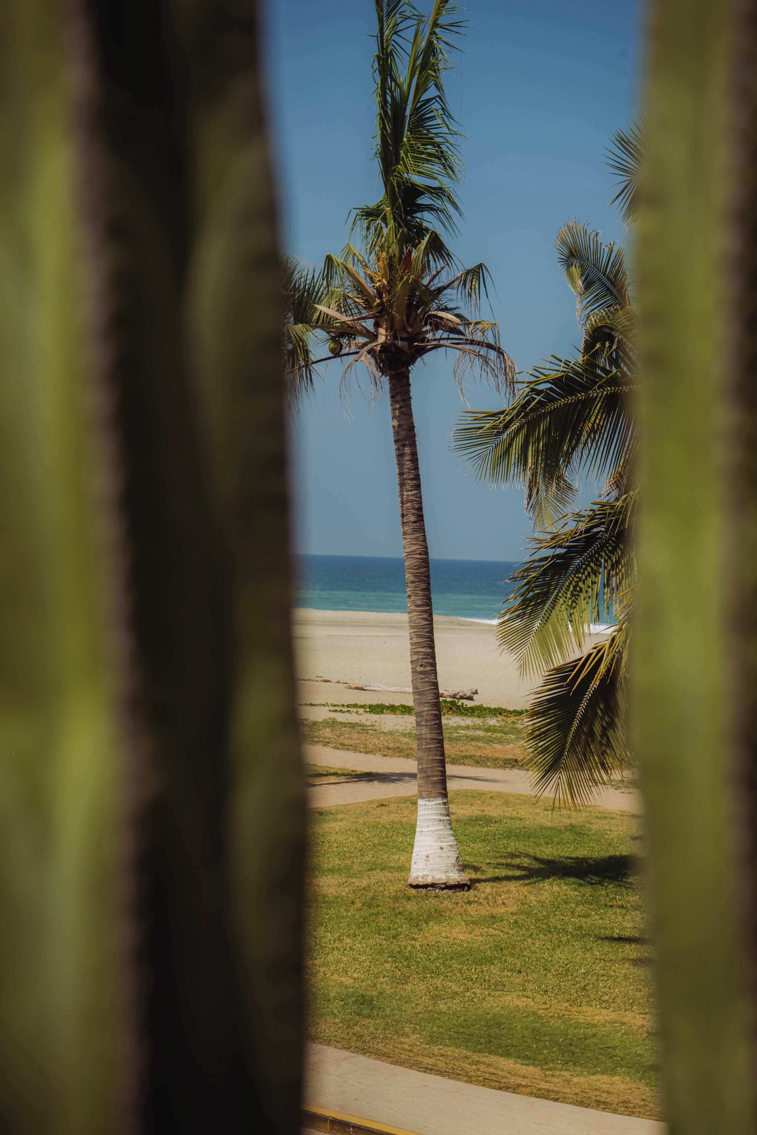 Escena de playa con palmera y vista al océano.