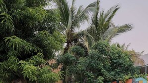 A swimming pool with lounge chairs and a hammock, surrounded by trees and a colorful mosaic wall. - Comfortable Apartment with Pool & Outdoor Oasis (Puerto Escondido)