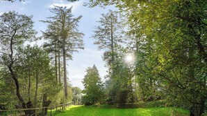 Un área boscosa con árboles altos y un sendero cubierto de hierba.