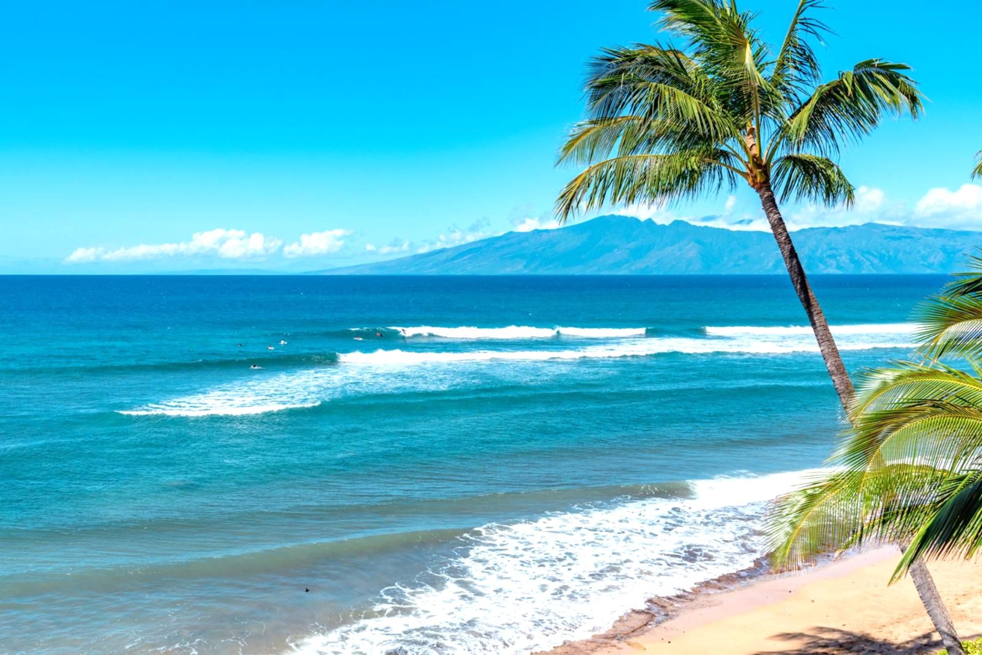 Una playa con agua azul cristalina, olas y una palmera.
