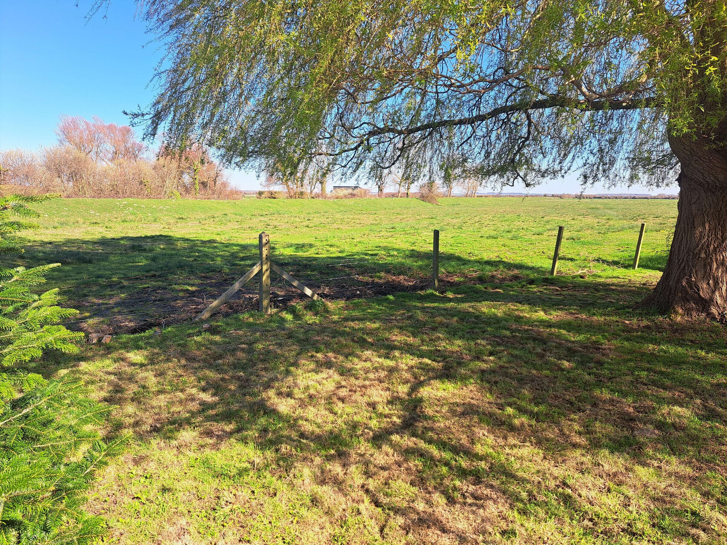 A grassy field with a tree and a wooden fence.
