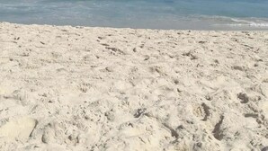 A beach with white sand, clear blue water, and a distant island. - Excellent apartment in Rio2 - Olympic Barra (Rio de Janeiro)