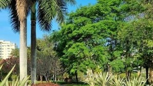 A serene garden with a pond, palm trees, and various shrubs. - Excellent apartment in Rio2 - Olympic Barra (Rio de Janeiro)