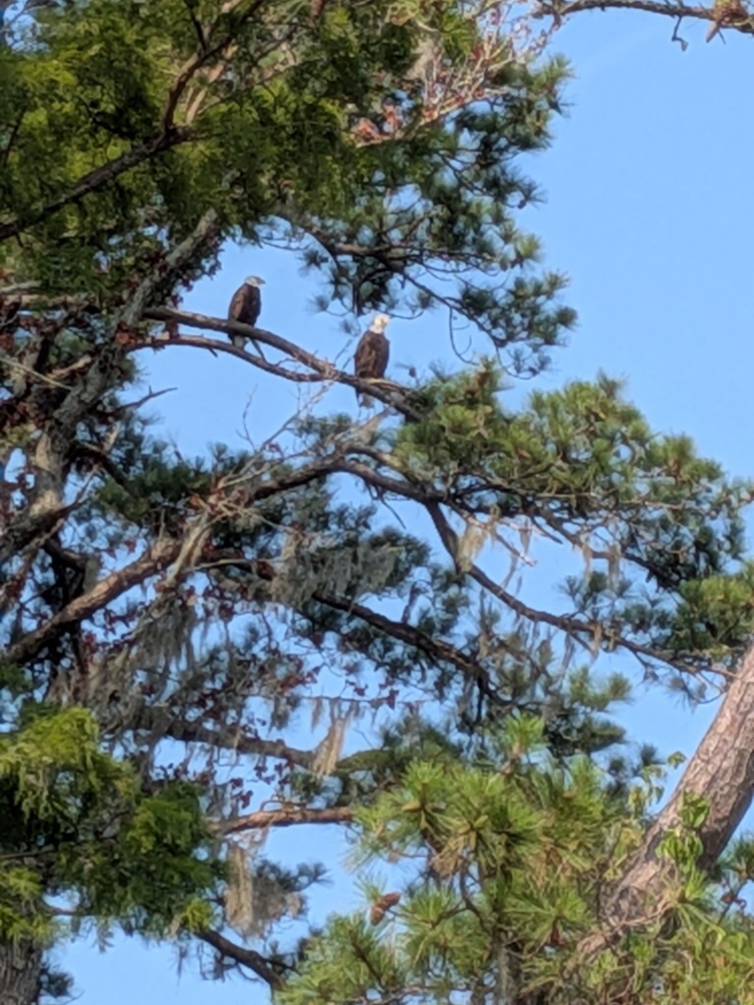 Deux oiseaux étaient perchés sur une branche d’arbre.