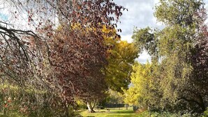 A well-maintained garden with neatly trimmed hedges, a variety of trees, and a clear pathway. - Clare Valley vineyard - Pool and walk to wineries - perfect for groups (Sevenhill)