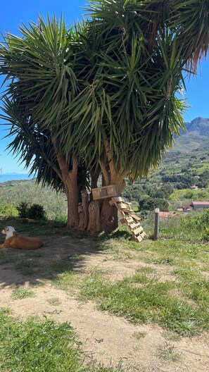 Property grounds - Harvest Garden Oasis in the Green between Caccamo, Termini Palermo and Cefalù (Termini Imerese)