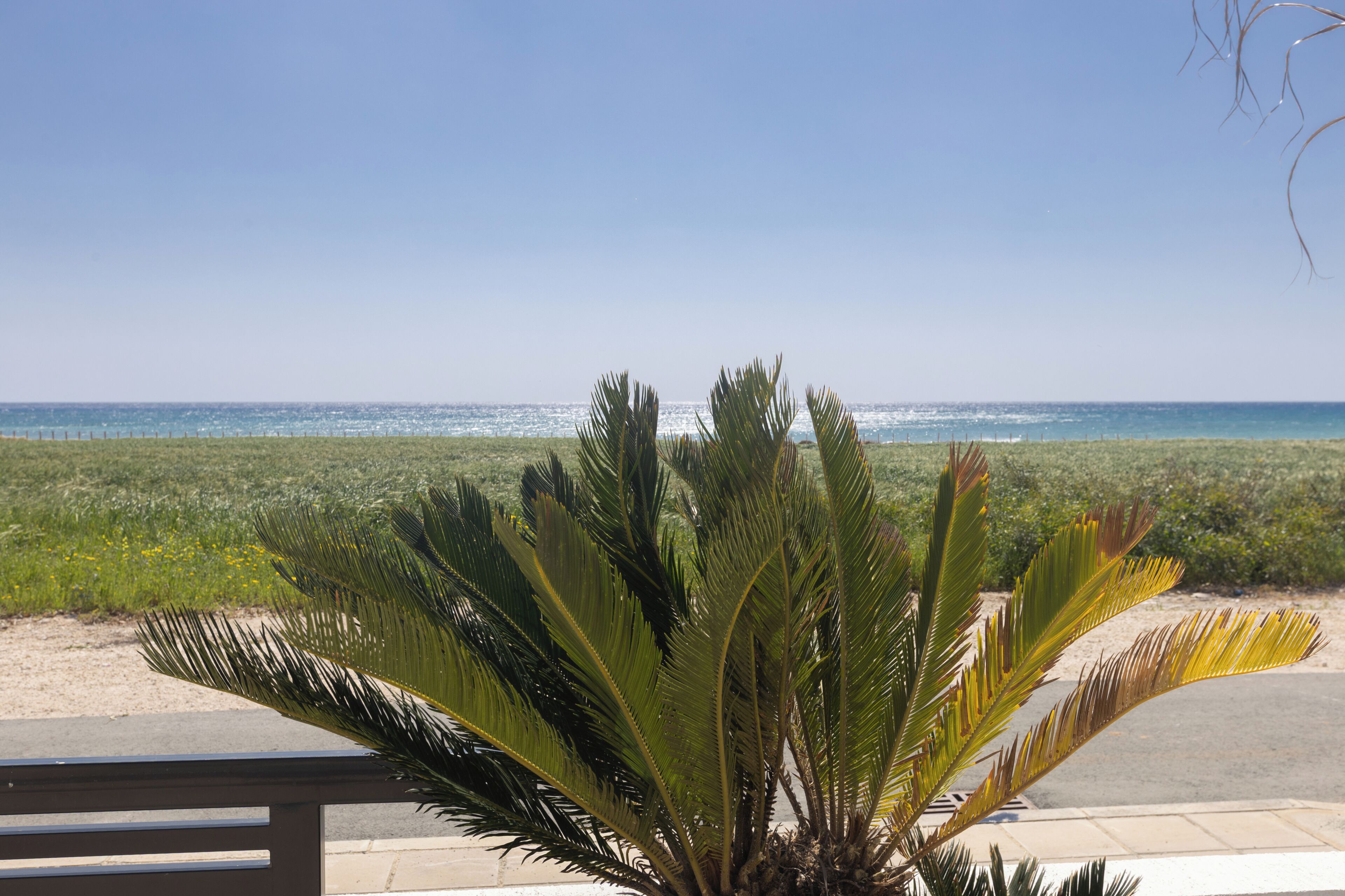 A coastal view with a palm tree in the foreground and a clear sky.